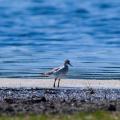 Beachtime - Wood Sandpiper Passing Through the Bog Shore.jpg