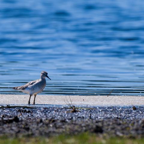 A wood sandpiper stands on a narrow strip of pale sand between dark bog mud and deep blue water. The small wader has brown, heavily speckled upperparts, a white belly, a pale stripe above the eye and a straight dark bill, seen in profile facing right.