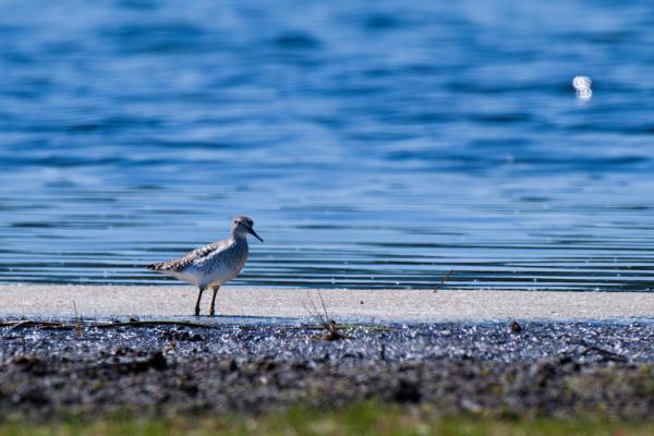 A wood sandpiper stands on a narrow strip of pale sand between dark bog mud and deep blue water. The small wader has brown, heavily speckled upperparts, a white belly, a pale stripe above the eye and a straight dark bill, seen in profile facing right.