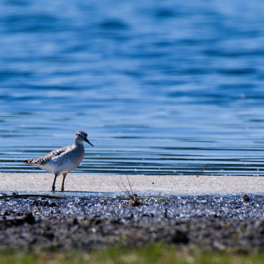 A wood sandpiper stands on a narrow strip of pale sand between dark bog mud and deep blue water. The small wader has brown, heavily speckled upperparts, a white belly, a pale stripe above the eye and a straight dark bill, seen in profile facing right.