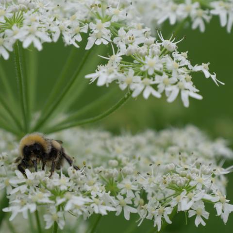 Frontal view of a bee showcasing its face and antennae with a clear focus.