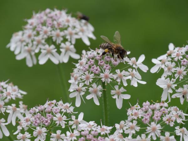 A bee collecting nectar from white flowers, with a soft-focus background.