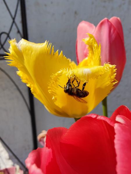 A bee siting on a yellow tulip.