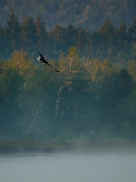 A white-tailed eagle glides low through drifting fog above a bog lake, wings outstretched and head turned downward toward the water. Behind it, layered ranks of spruce and birch fade into blue-grey haze, with early morning sun catching the tops of a few trees.