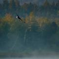 Between the Foglets - White-Tailed Eagle on a Wild Hunt in the Mist.jpg