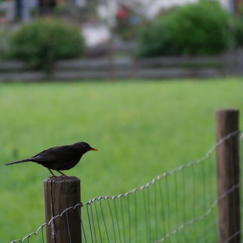 A blackbird perched confidently on a fence.