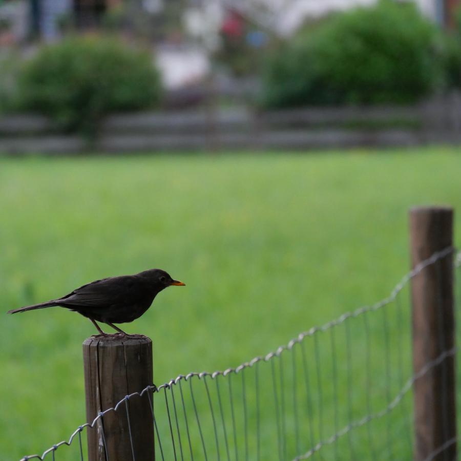 A blackbird perched confidently on a fence.