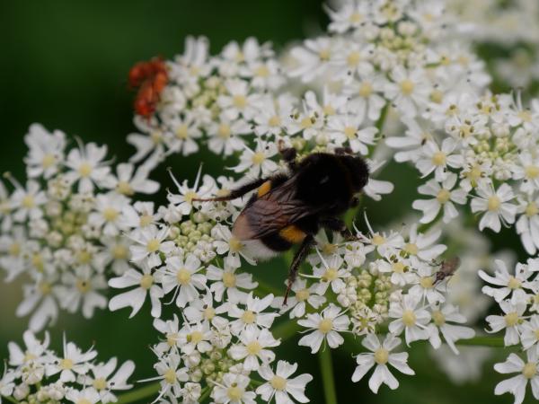 A bumblebee busily pollinating vibrant flowers in a garden.