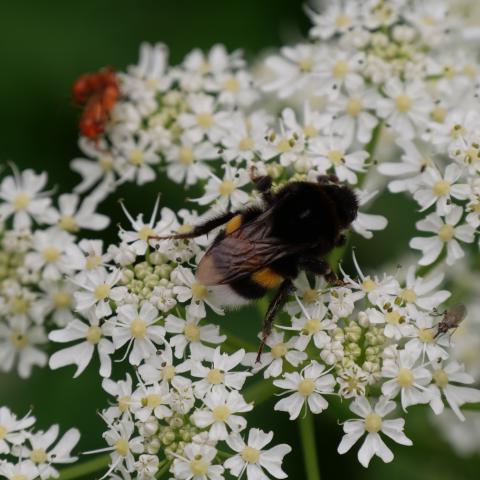 A bumblebee busily pollinating vibrant flowers in a garden.