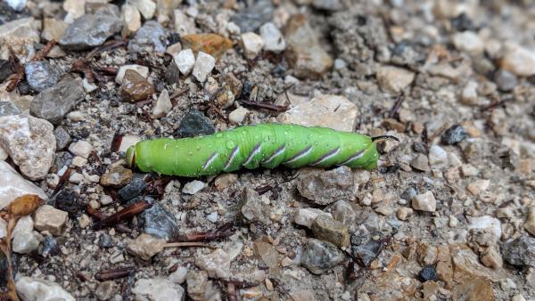 A vibrant green caterpillar with purple and white markings crawling on a gravelly surface.