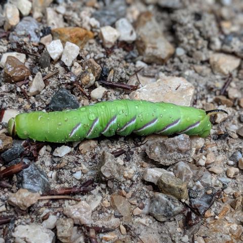 A vibrant green caterpillar with purple and white markings crawling on a gravelly surface.