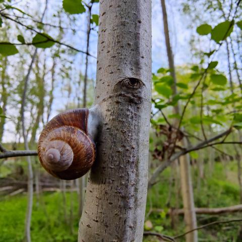 Weinbergschnecke