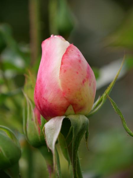 Closeup of a pink rose bud about to bloom, with soft green leaves in the background.