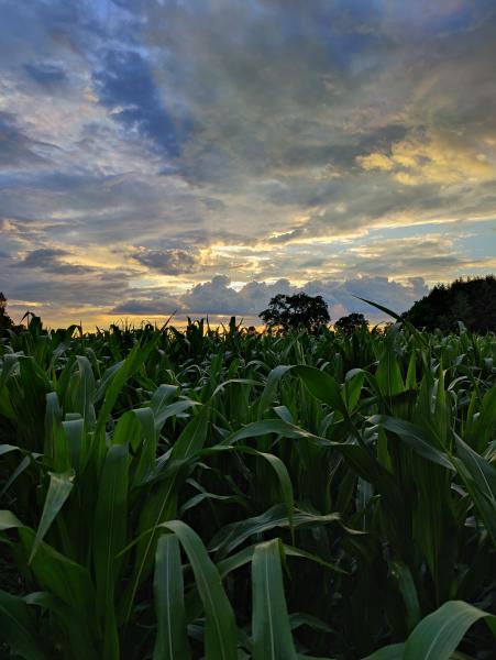 Sunset over a lush cornfield with dramatic clouds in the sky.
