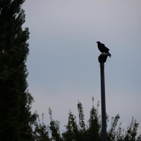 Rabenkrähe