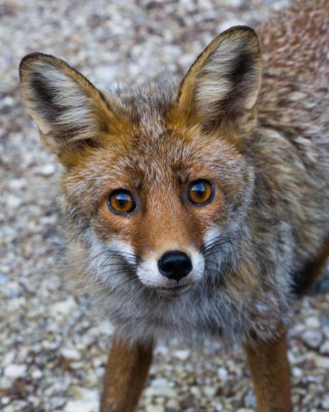 A young red fox with bright amber eyes and large pointed ears stands on pale grey gravel, gazing directly into the camera.