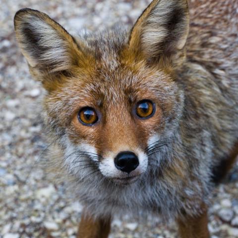 A young red fox with bright amber eyes and large pointed ears stands on pale grey gravel, gazing directly into the camera.