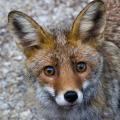 Curious Juvenile - Young Red Fox Meeting the Cameras Gaze.jpg