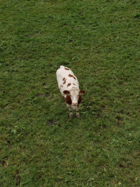 A cow, standing on green grass, looking into the sky, directly into the camera.