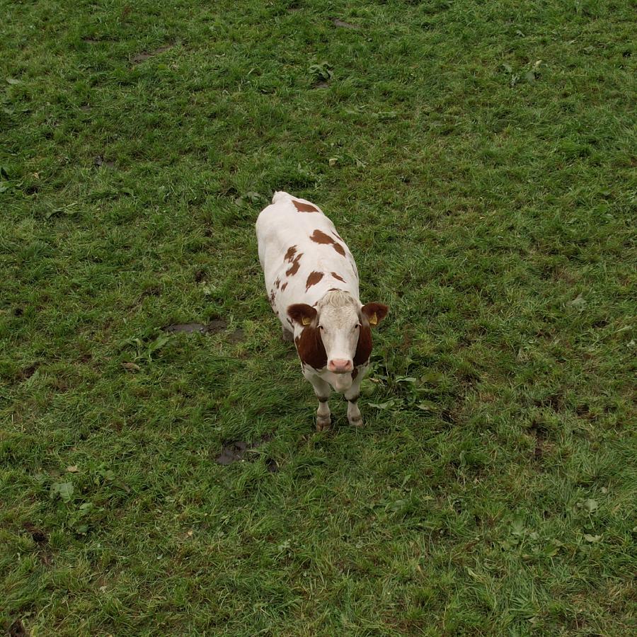 A cow, standing on green grass, looking into the sky, directly into the camera.