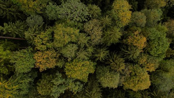Drone image of trees shot directly from above.