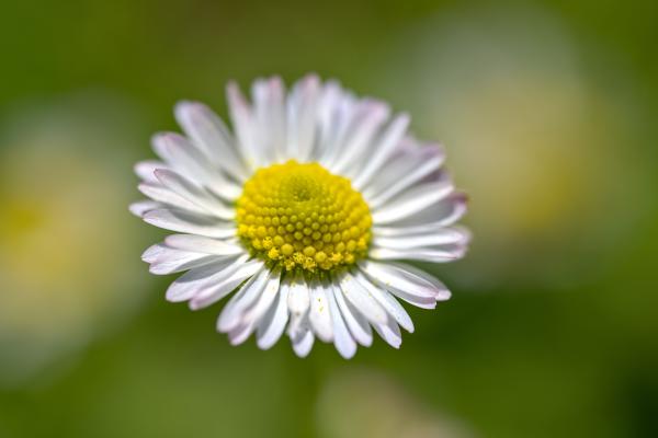A flower with a yellow core and white pinkish leafes.