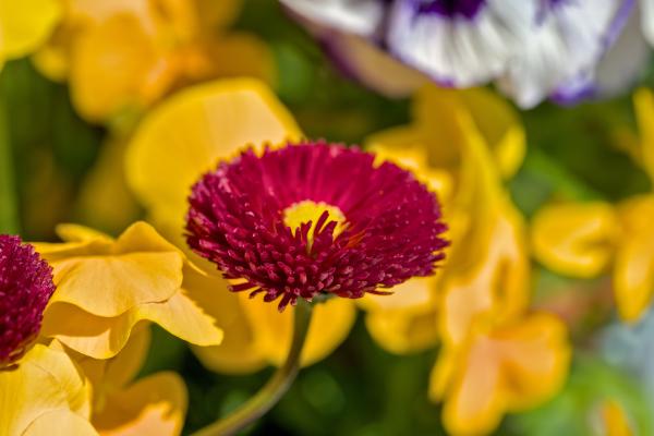 A red flower with some orange / yellow ones behind it.