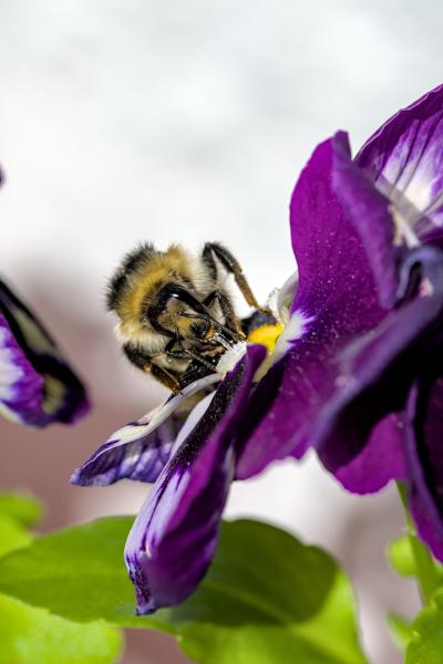 A bee sitting on a purple / white flower.