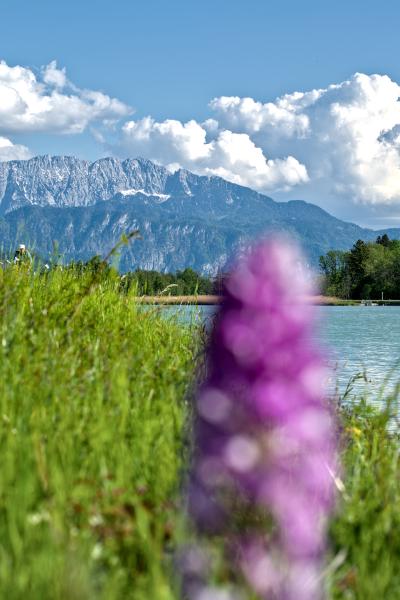 A purple flower in the front of the image. Behind it is a river and in the distance there are the mountains. The flower stands in a green meadow.