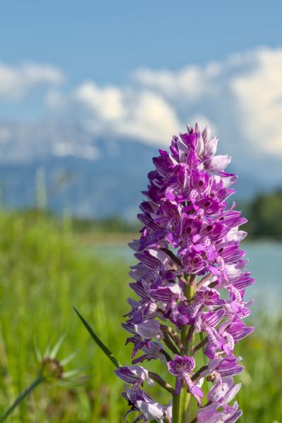 A purple flower in the front of the image. Behind it is a river and in the distance there are the mountains.
