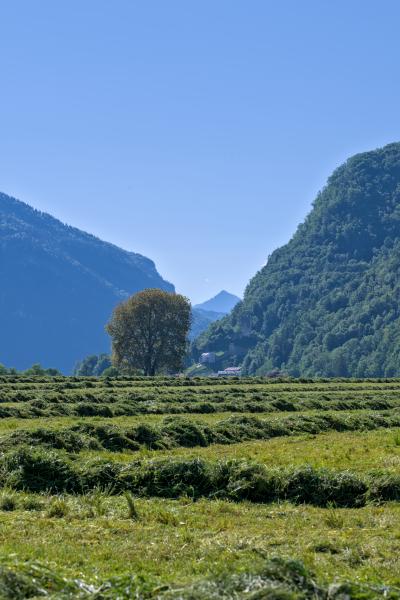 There is a meadow in the foreground with some rows of grass on it. In the background several mountains and a small castle can be seen.