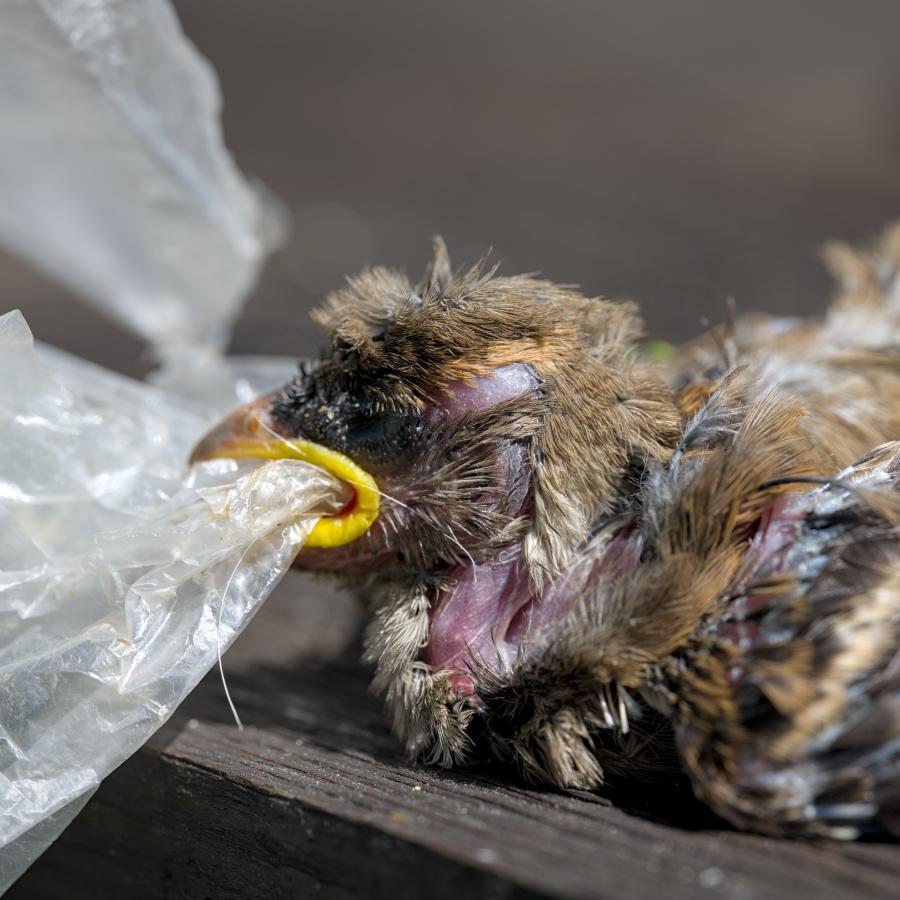 A sad image of a little bird baby which has tried to eat plastic and died of it.