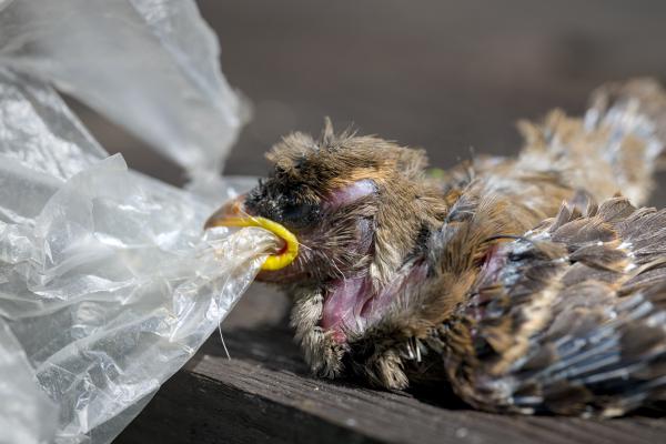 A sad image of a little bird baby which has tried to eat plastic and died of it.