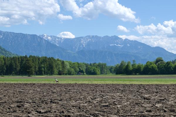 A brown field with a green meadow behind it. On the field sits a stork. In the background you can see a small hut and some mountains before the blue sky.