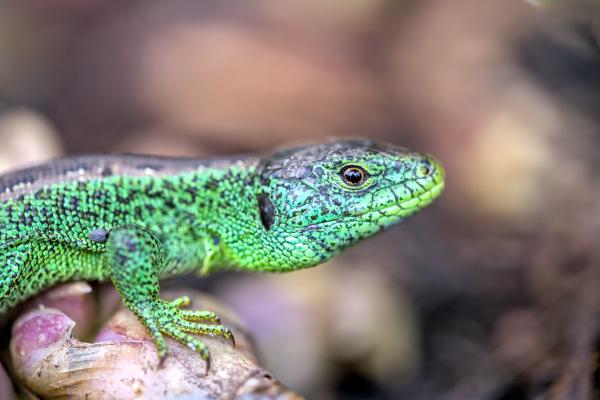A green lizard with a tick on it. The eye looks to the camera. It is sitting on some kind of onion / fruit thingy and looking to the right.