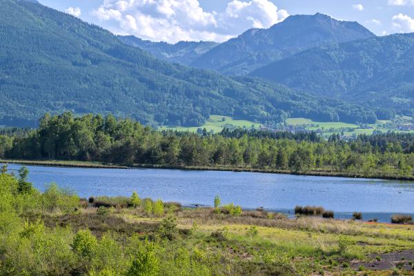 A image of a water body in the forest. In the background there is a forest and some mountains. The sky is blue with some white clouds.