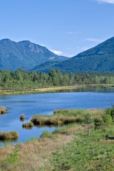 A image of a water body in the forest. In the background there is a forest and some mountains. The sky is blue with some white clouds.
