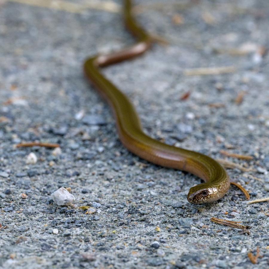 A brown blindworm on a gray gravel road.