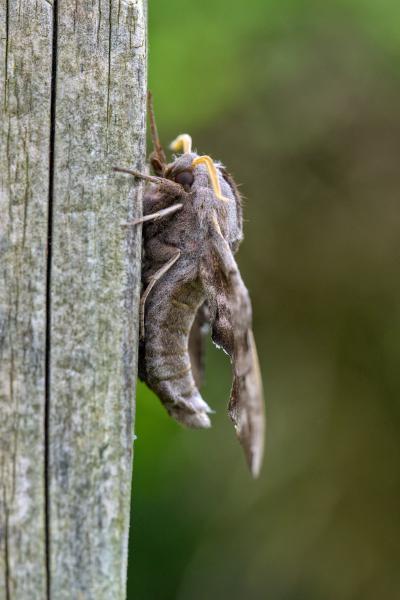 A moth thingy sitting on a wooden pole.
