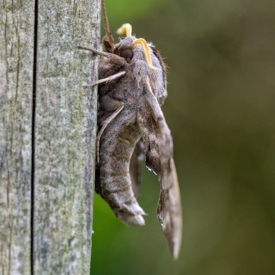 A moth thingy sitting on a wooden pole.