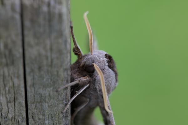 A closeup of a moth sitting on a wooden post. The moth looks really big.