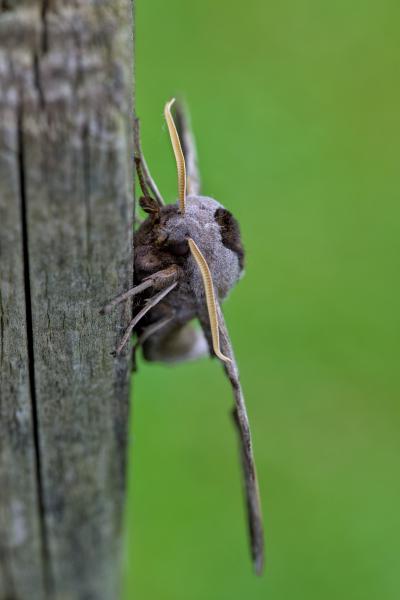 A moth thingy sitting on a wooden pole.