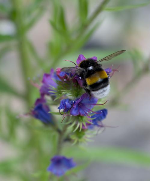 A vivid bumblebee sitting on a purple flower.