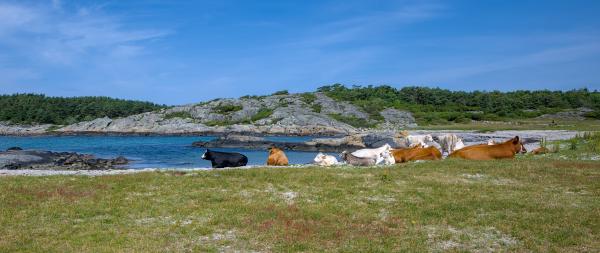 You can see the swedish west coast with a rocky beach. Besides that rocky beach there is also a sandy beach. On this sandy beach there are several cows lying. WTF XD
