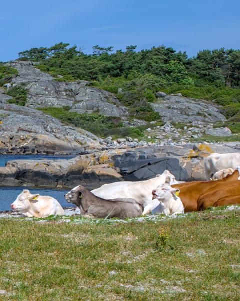 You can see the swedish west coast with a rocky beach. Besides that rocky beach there is also a sandy beach. On this sandy beach there are several cows lying. WTF XD
