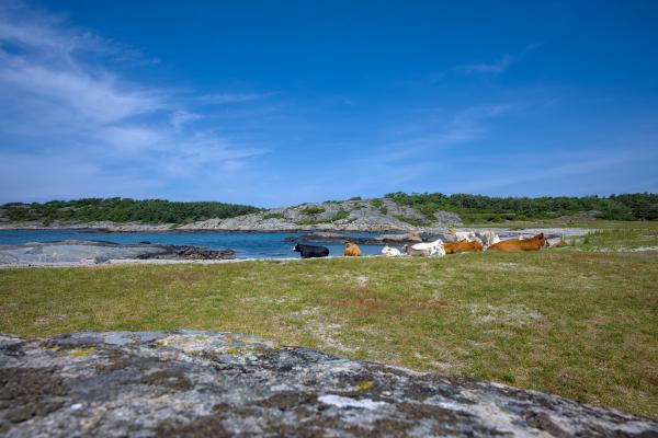 You can see the swedish west coast with a rocky beach. Besides that rocky beach there is also a sandy beach. On this sandy beach there are several cows lying. WTF XD