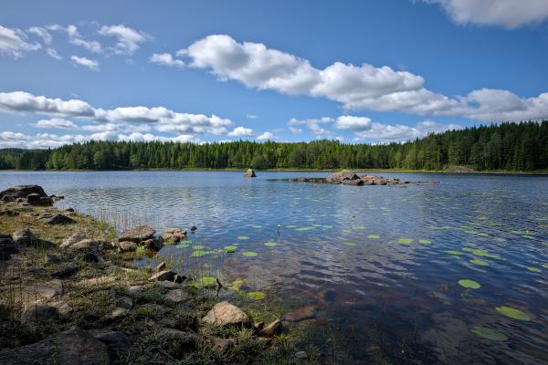 Some water lilys and rocks in a lake. Around the lake is a green forest and the sky is blue with some white clouds. The water is calm.