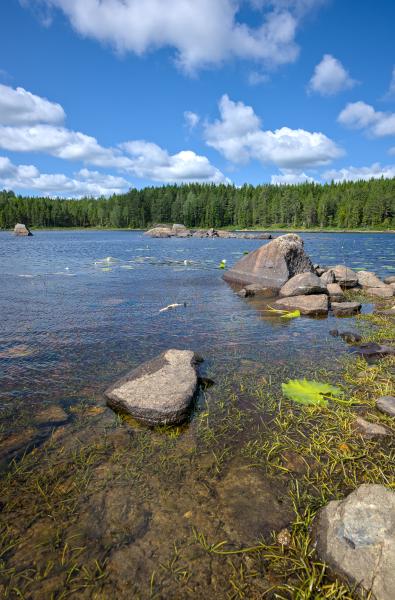 Some water lilys and rocks in a lake. Around the lake is a green forest and the sky is blue with some white clouds.