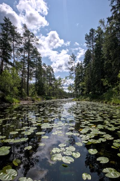 A lake / river with a lot of water lilys on it. To the right and left side of it is forest and in the blue sky are some white clouds.
