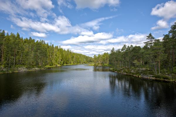 A river / river shaped lake with forest on the left and right side of it.